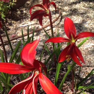 Sprekelia formosissima syn. Amaryllis formosissima