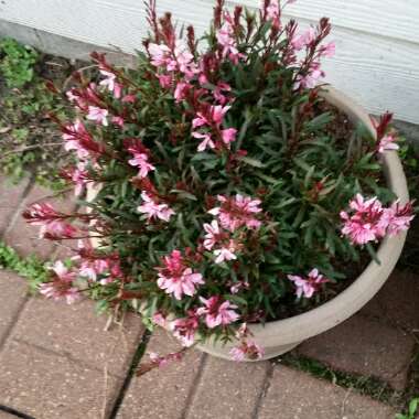 Lindheimer's Beeblossom 'Siskiyou Pink'