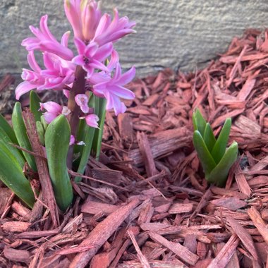 Hyacinthus orientalis