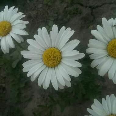 Shasta Daisy