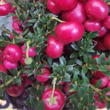 Gaultheria Mucronata Rubra