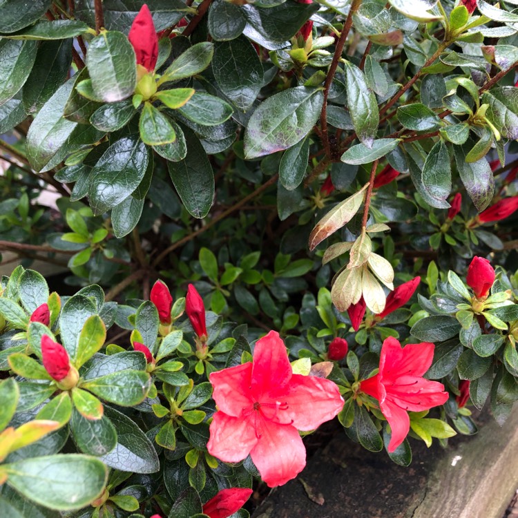 Plant image Rhododendron 'Hino Crimson'