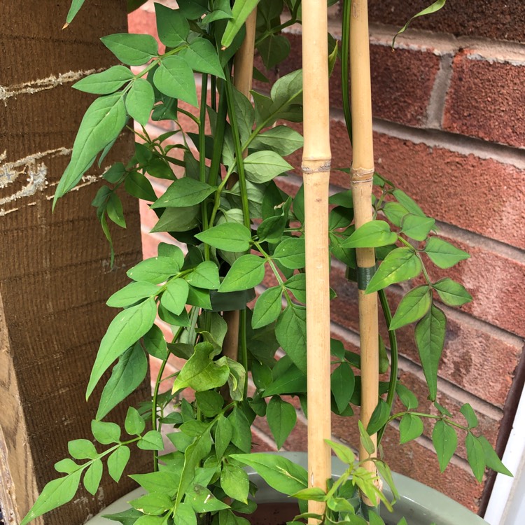 Plant image Jasminum officinale 'Clotted Cream' Syn. 'Devon Cream'