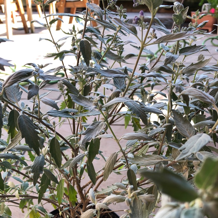 Plant image Caryopteris x clandonensis 'Sterling Silver'