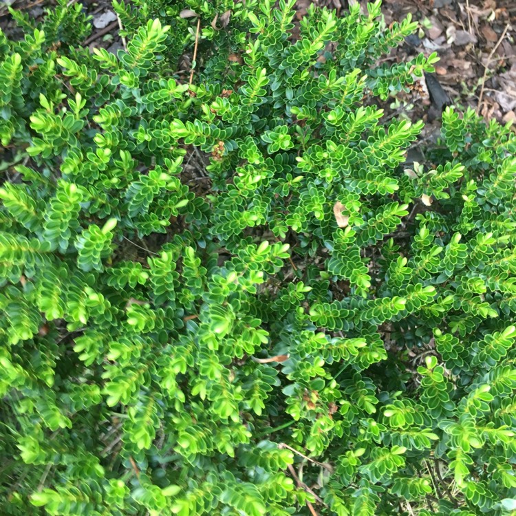 Plant image Hebe 'Emerald Green' syn. Hebe 'Green Globe'