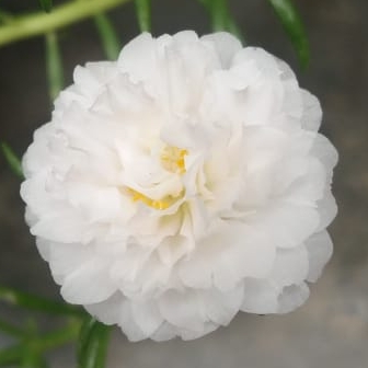 Plant image Portulaca grandiflora 'White'