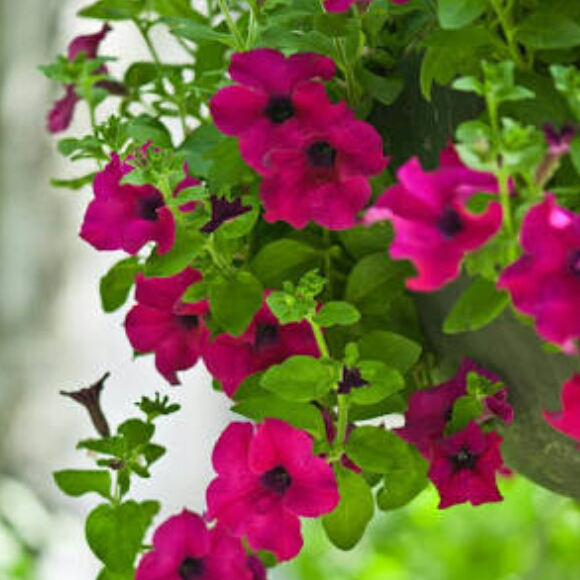 Plant image Petunia