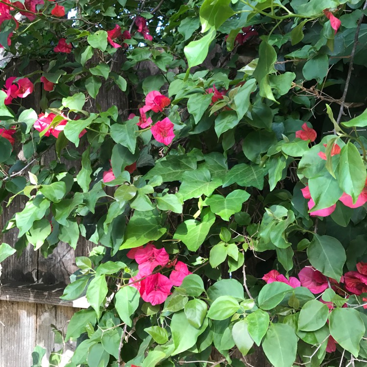 Plant image Bougainvillea Spectabilis 'Alexandra'