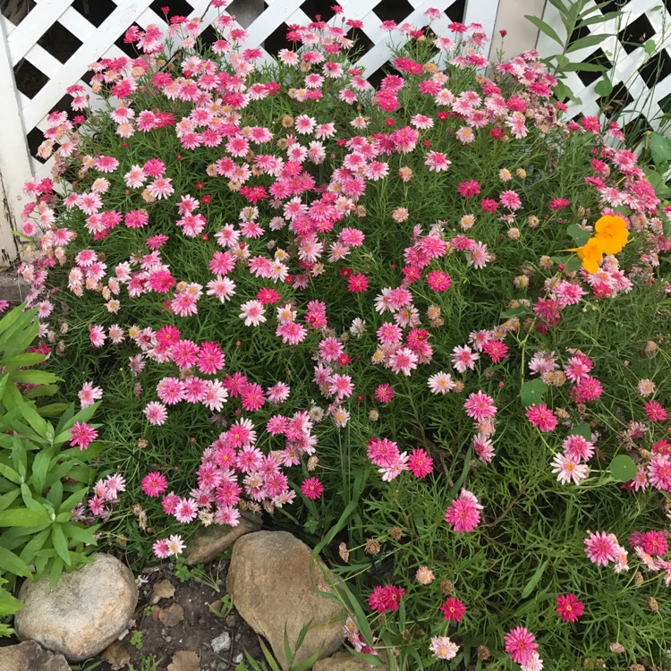 Plant image Chrysanthemum x morifolium Mammoth 'Twilight Pink Daisy'