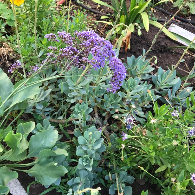 Plant image Limonium perezii 'Blue Seas'