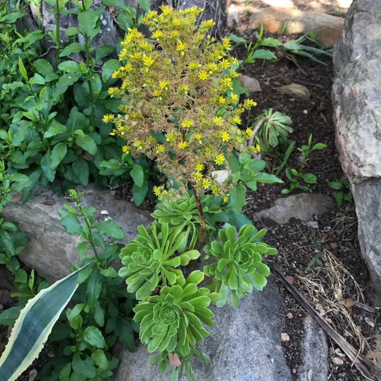 Plant image Sedum Rupestre