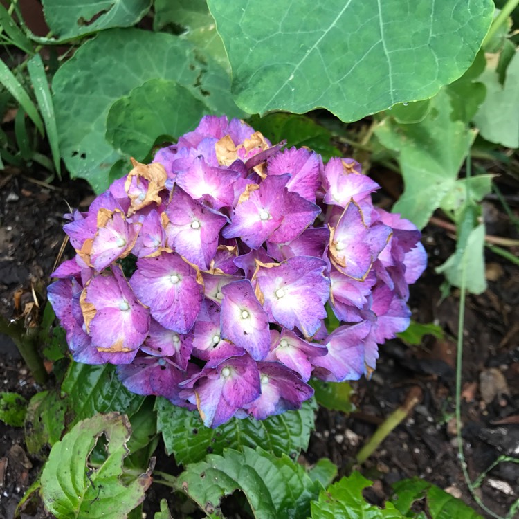 Plant image Hydrangea macrophylla 'Taube'