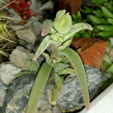 Delosperma cooperi syn. Mesembryanthemum cooperi