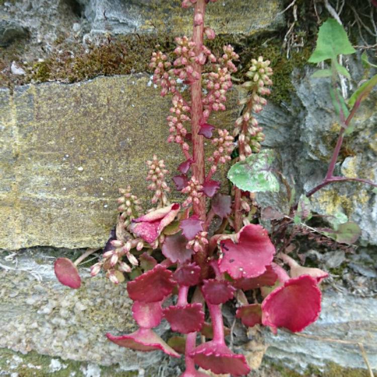 Plant image Umbilicus intermedius