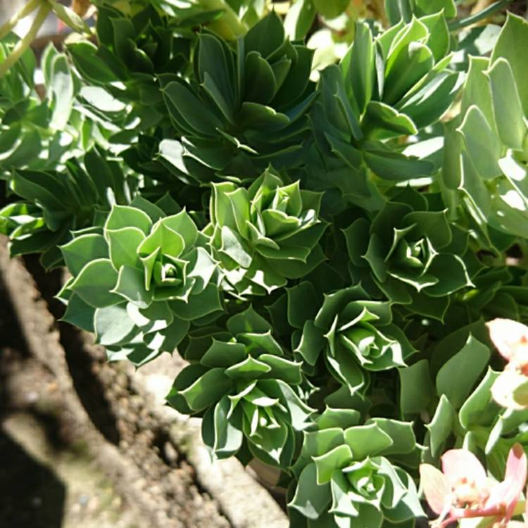 Plant image Euphorbia myrsinites