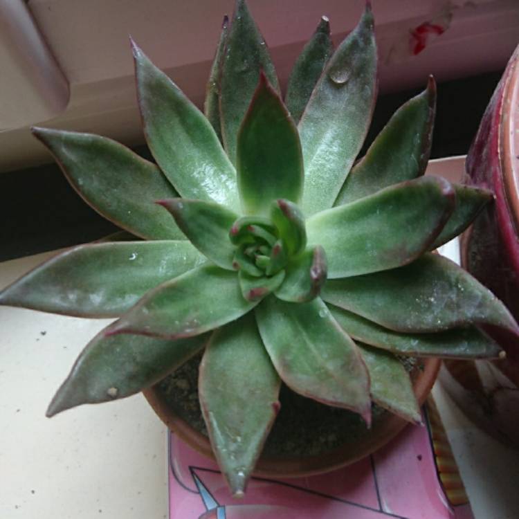 Plant image Echeveria Agavoides Corderoyi