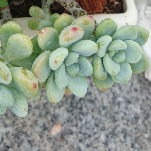 Plant image Graptopetalum Pachyphyllum