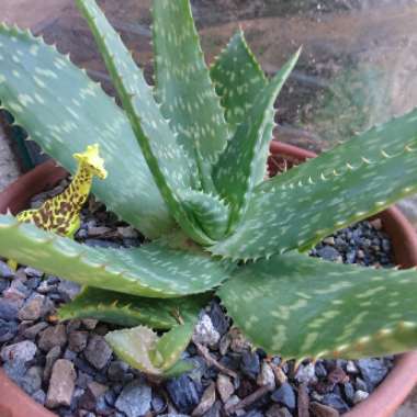 Aloe Saponaria