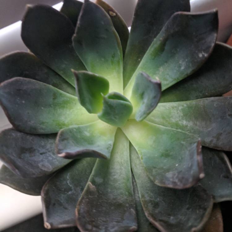 Plant image Echeveria Dark Moon