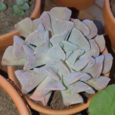 Echeveria Cubic Frost