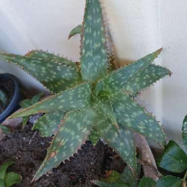 Aloe