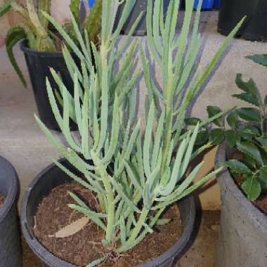 Senecio ficoides