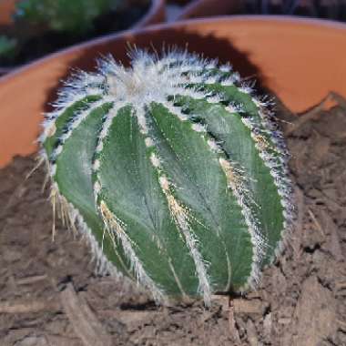 Parodia magnifica syn. Notocactus magnificus