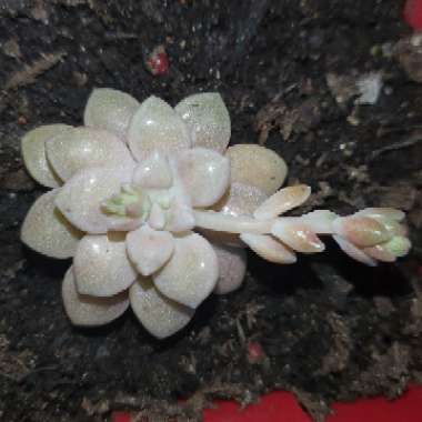 Graptopetalum Mirinae