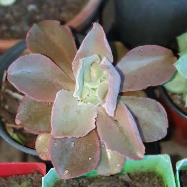 Echeveria Pastel