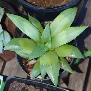 Haworthia magnifica