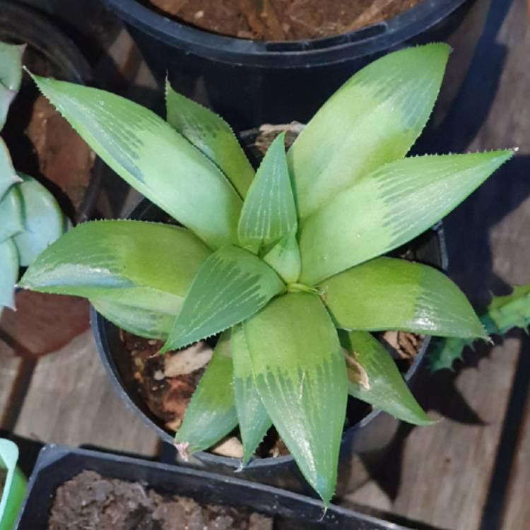 Plant image Haworthia magnifica