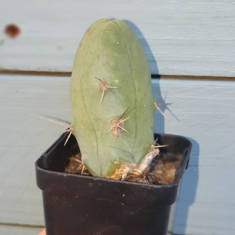 Plant image Echinopsis lageniformus 'Monstrose'