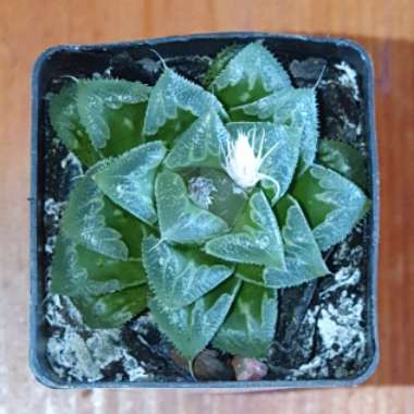 Haworthia retusa