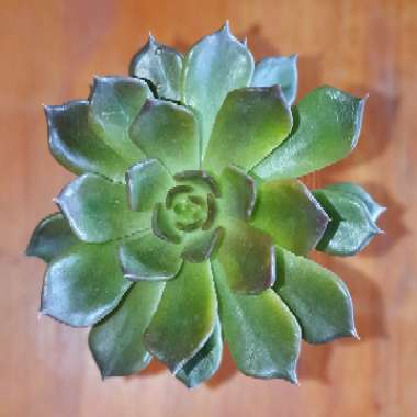 Echeveria Black Prince