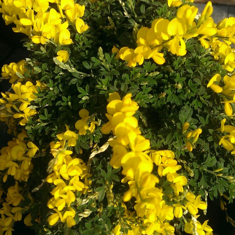 Plant image Genista maderensis