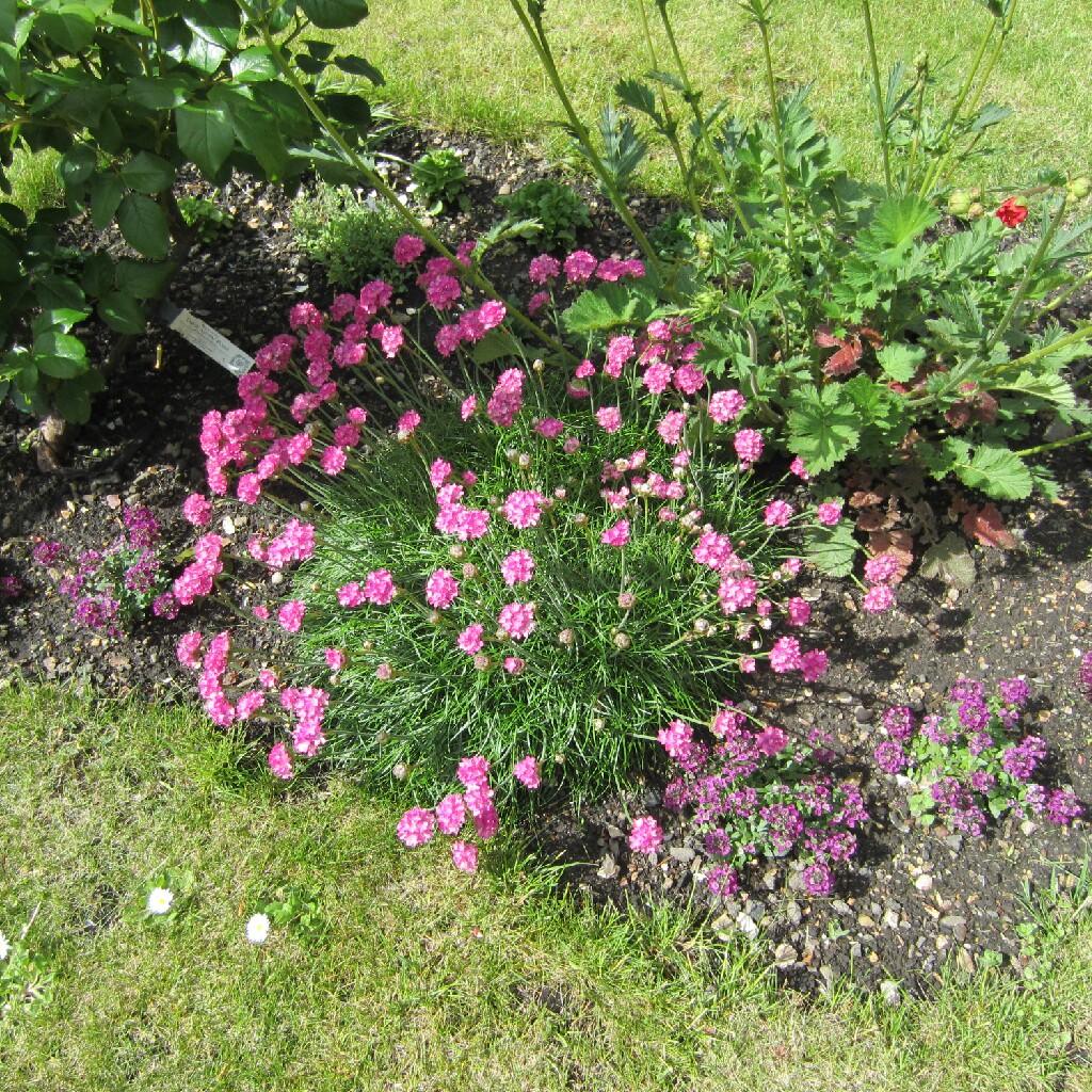 plant image 36010