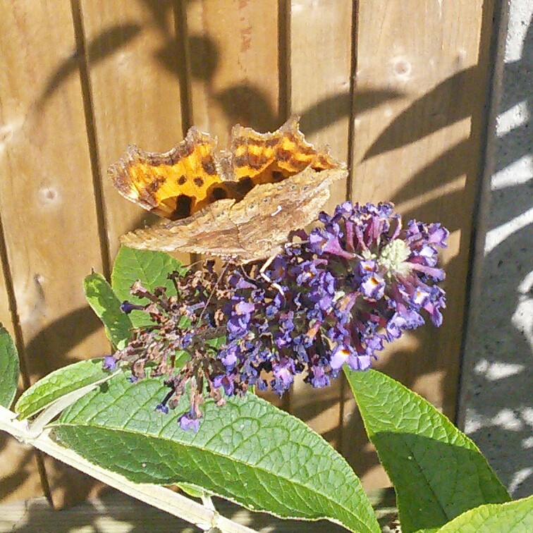 Buddleja