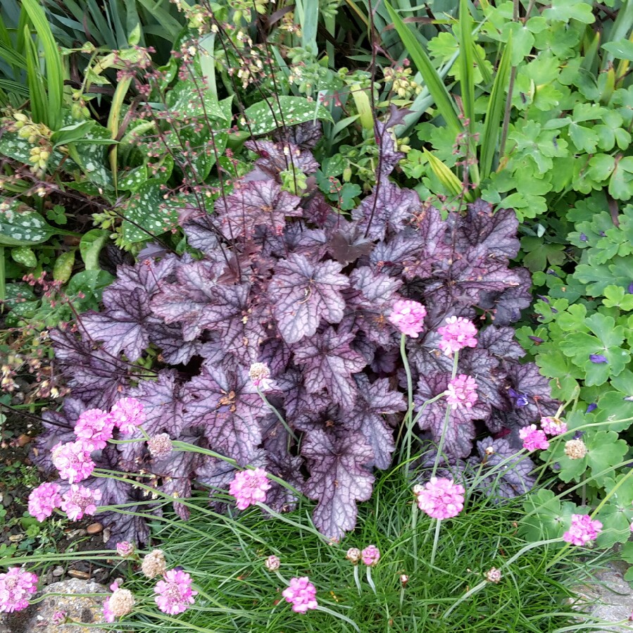 Heuchera 'Blackberry Jam'