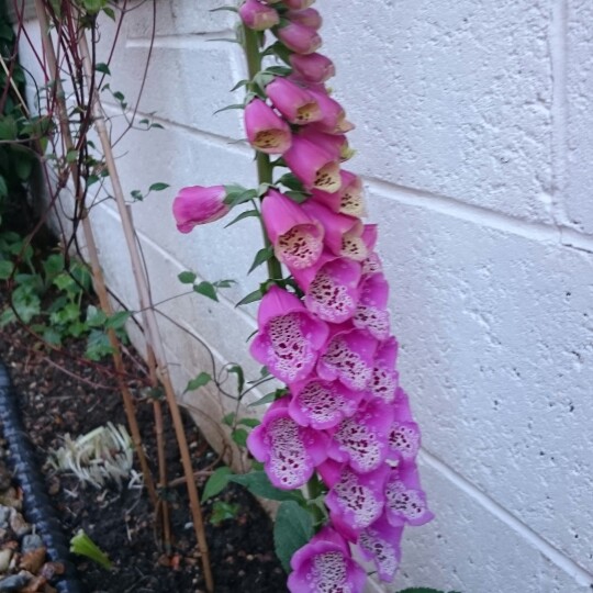 Foxglove