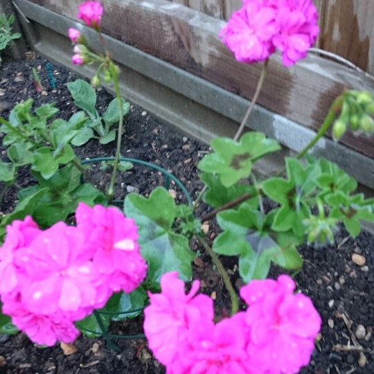 Pelargonium (Geranium)