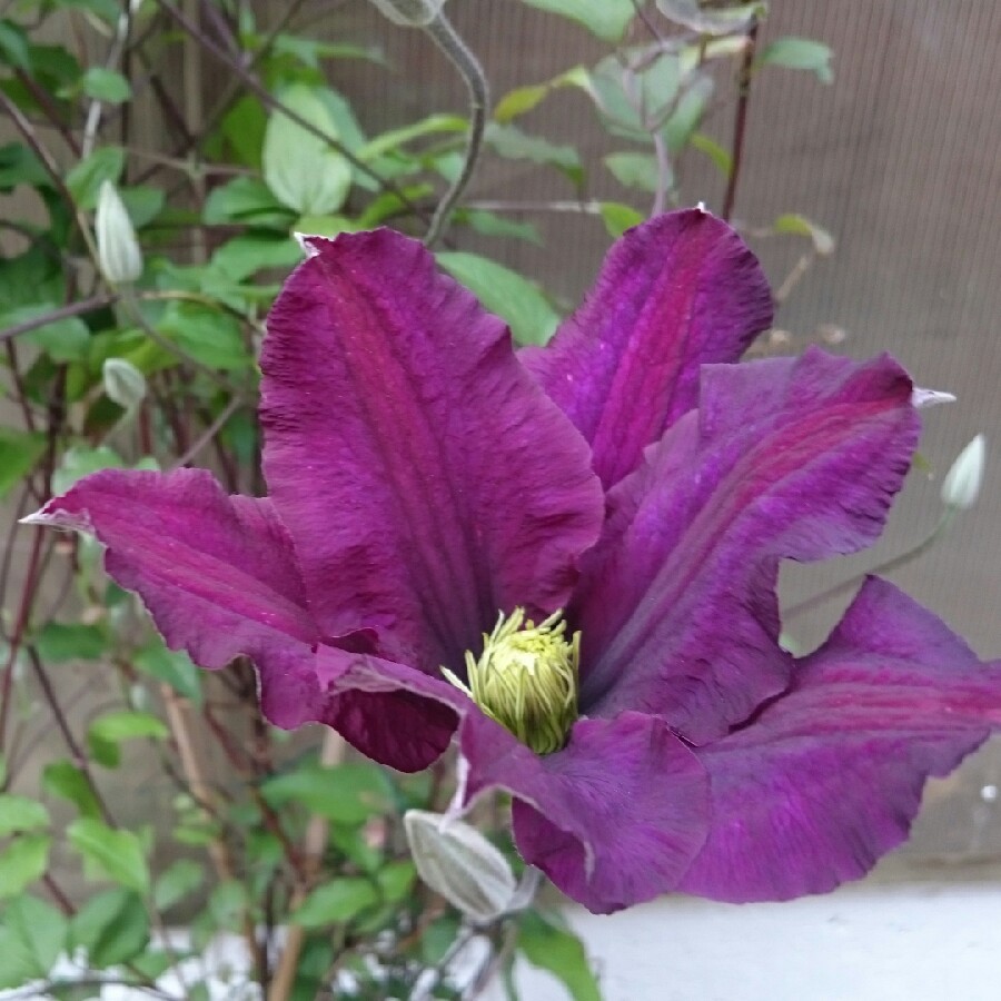 Clematis 'Jackmanii Superba'