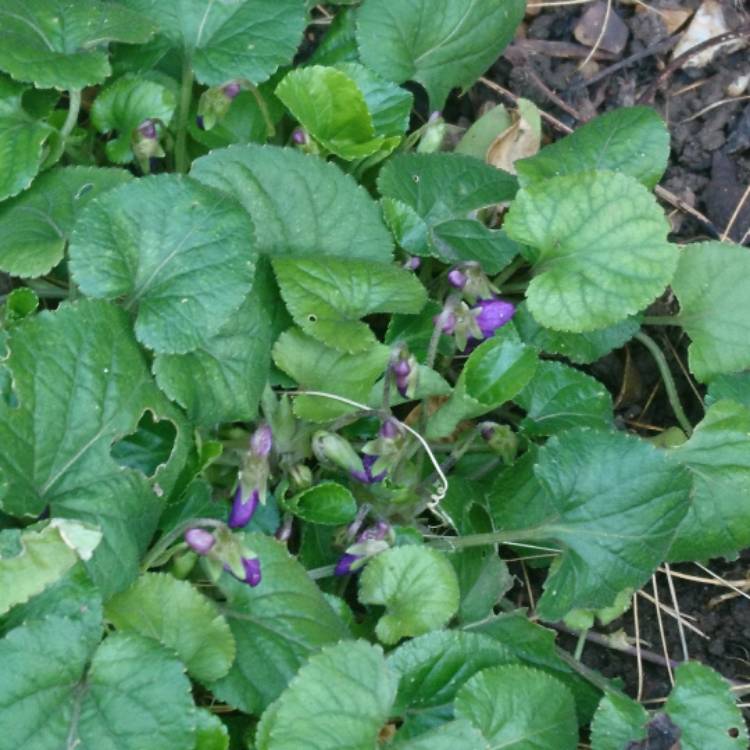 Plant image Viola Odorata 'St Helena'