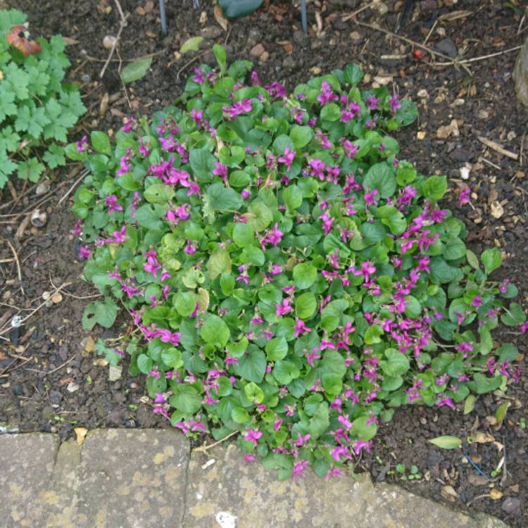 Plant image Viola Odorata 'St Helena'