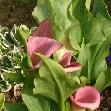 Calla Lily 'Captain Fuego'