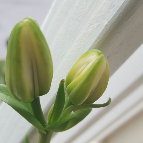 Lily 'Apeldoorn' (Asiatic)