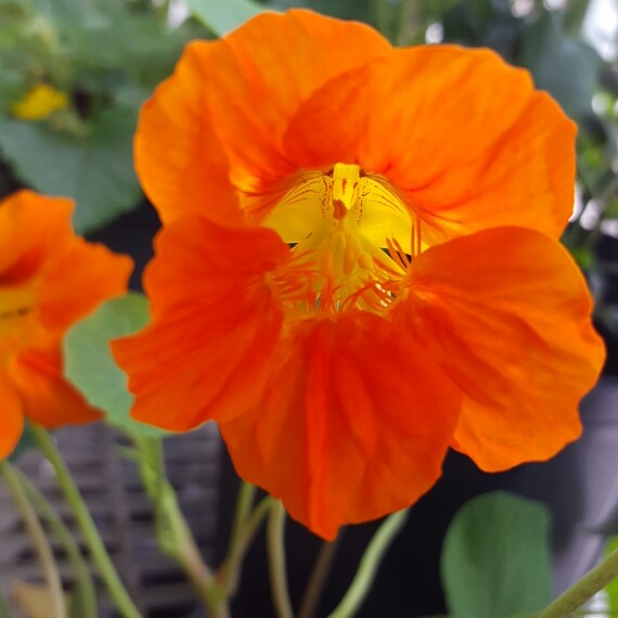 Nasturtium 'Whirlybird Orange'