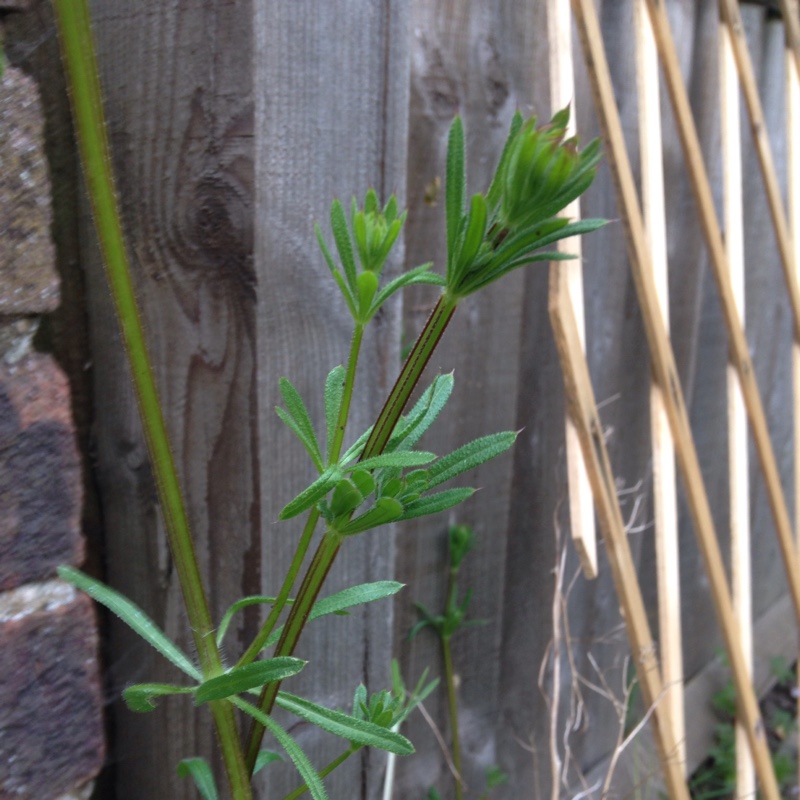 Plant image Galium aparine