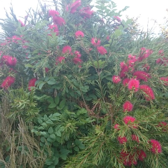 Crimson Bottlebrush