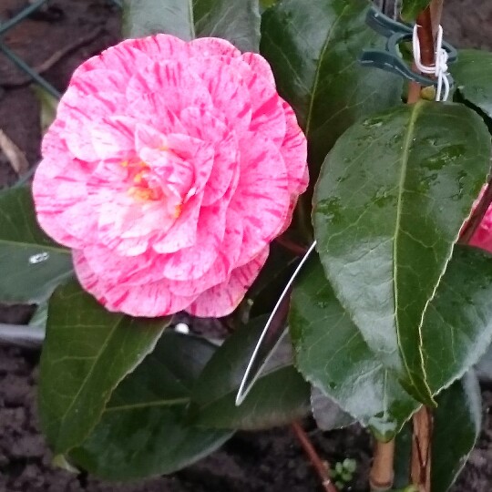 Camellia 'Pink'