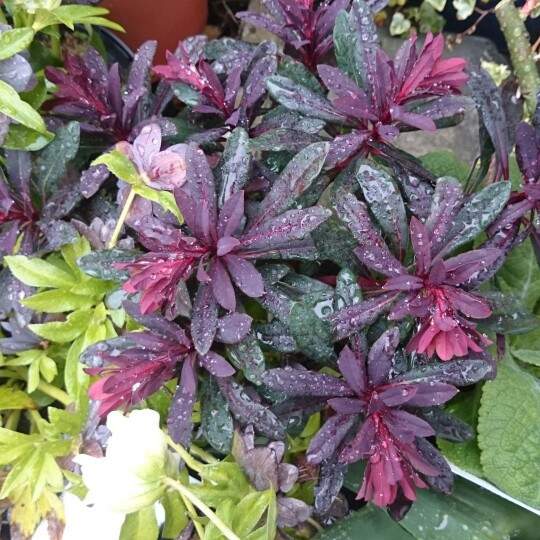 Wood Spurge 'Purpurea'